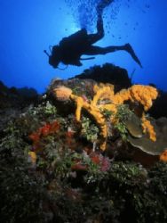 CFWA Photo of a diver along Santa Rosa Wall Cozumel,Mexic... by Ryan Campbell 